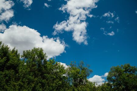 forest green blue sky and cloudsの写真素材
