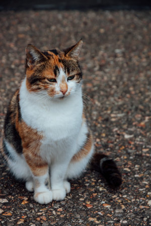 multicolored cat sits on the pavement