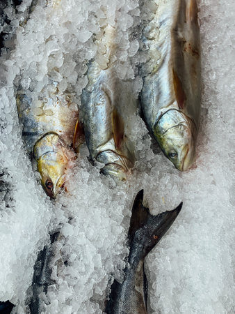 lots of fresh fish for cooking like the background