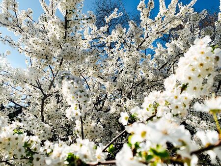 flowering white trees spring as background flowersの写真素材