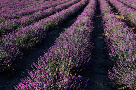 field of fragrant flowers of purple lavender in the summer before harvest