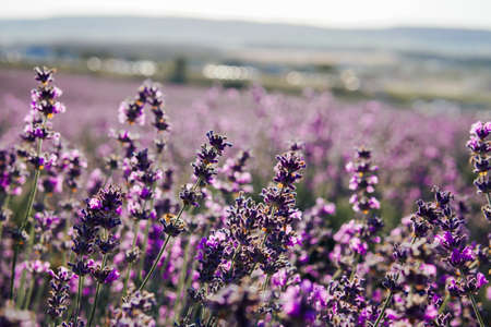 field of flowering purple lavender Provence flowers summerの写真素材