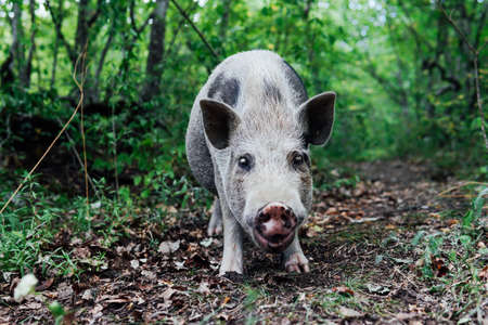 wild boar piglets in green forest look into the cameraの写真素材