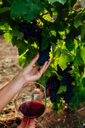 Woman picks up grapes with her hands to wine