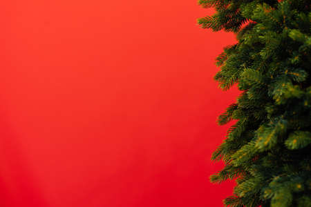 branches of the Christmas tree pine place for the inscription new year red background postcardの写真素材