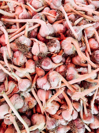 lots of ripe garlic to eat as a backgroundの写真素材