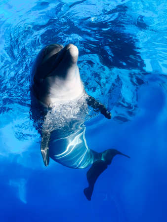 beautiful bottlenose dolphin in blue sea waterの写真素材
