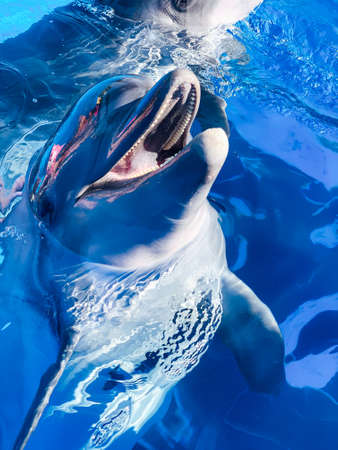 beautiful bottlenose dolphin in blue sea waterの写真素材