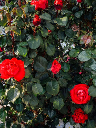 lots of fragrant beautiful flowers as a backdropの写真素材