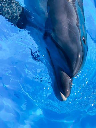 Dolphin bottlenose dolphin in blue water head therapyの写真素材