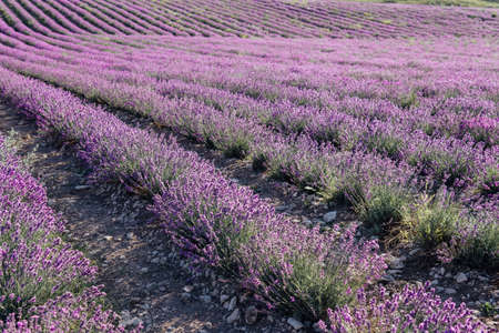 field of ripe purple lavender farming natureの写真素材