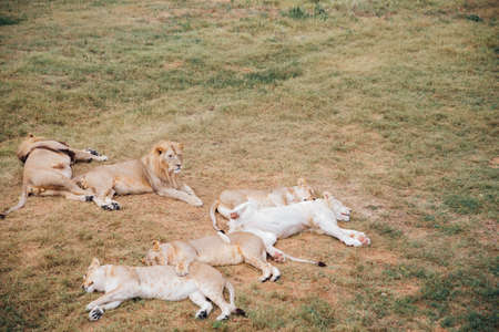 the lion king rests sleeping with lionesses pride savannahの写真素材