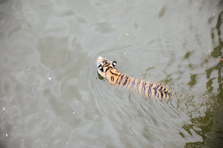 Amur tiger swims bathing in the water of the river
