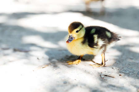 small duckling chick walks near the lakeの写真素材