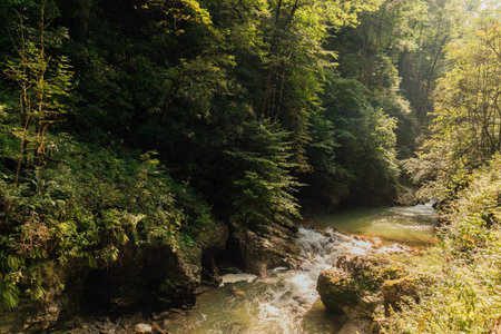gorge with a mountain river in a green forest