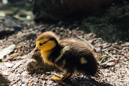 little duckling alone without mom on the lakeの写真素材