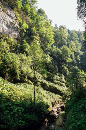 fast mountain river in a green forest landscapeの写真素材