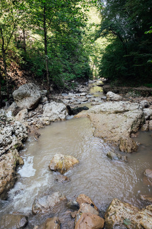 fast mountain river in a green forest landscape