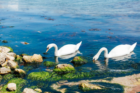 white bird swan swims in blue seawater