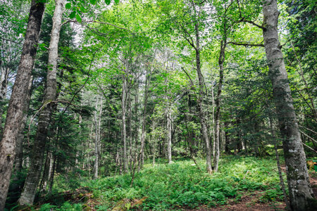 beautiful landscape green forest with trees in summer