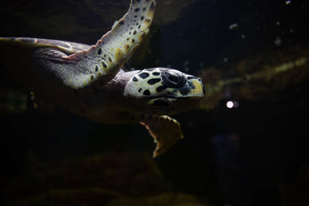 sea turtles swimming in dark salt waterの写真素材