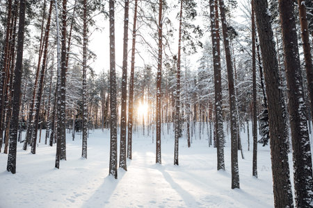 snowy nature forest in snow big trees beautiful snow winter