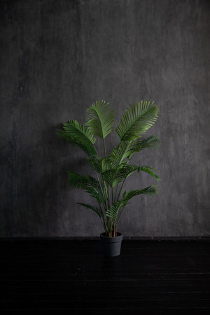 green plant on dark background in the room house flowers in a potの写真素材