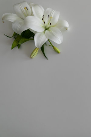 white lily flowers on a white backgroundの写真素材