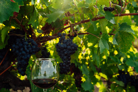 glass of wine dark grape wine made from grapesの写真素材