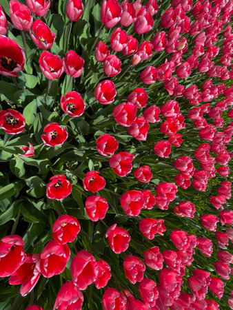tulips flowers in a flower bed in the park as a backgroundの写真素材