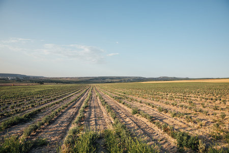 field with paths sowing cultivated plants agriculture