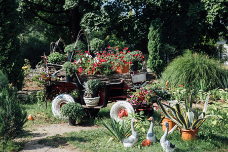 cart with flowers and farm geeseの写真素材