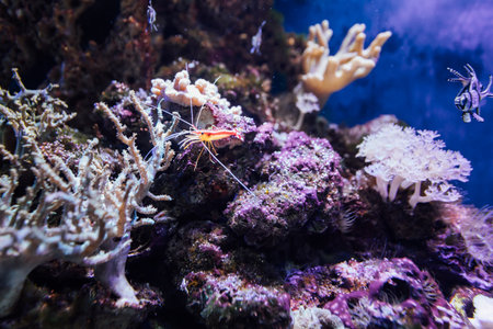 shrimp in aquarium aquatic world marine animalsの写真素材