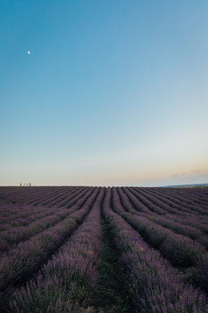 lavender field with blue sky flowers purpleの写真素材