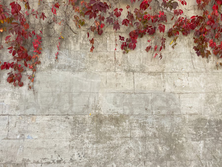 grey wall with red leaves as background screensaverの写真素材