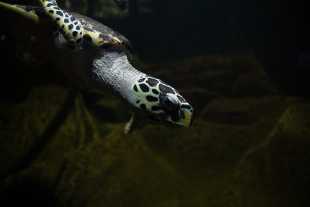 a turtles in aquarium marine nature pondの写真素材