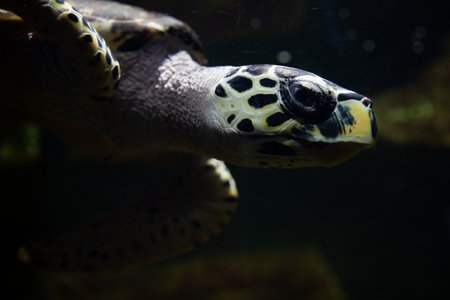 Turtle underwater in aquarium oceanの写真素材