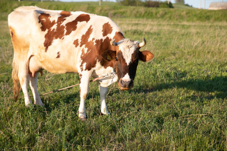 a large cow grazes in a green clearing in the villageの写真素材
