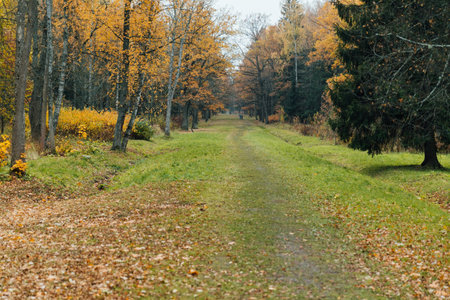 Road with fallen leaves in yellow autumn forestの写真素材