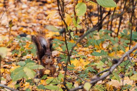 Wild squirrel looking in autumn forestの写真素材
