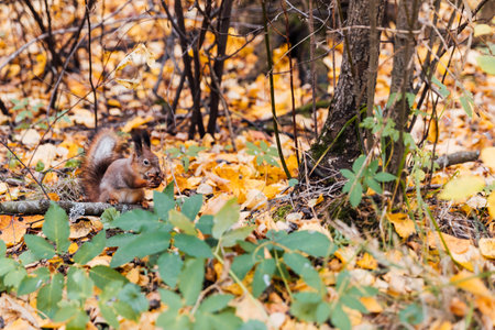 Wild squirrel eating a nut in autumn yellow forestの写真素材