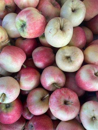 Lots of ripe orchard apple fruit for food as background