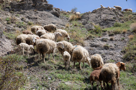 A herd of sheep grazing on the mountain grass