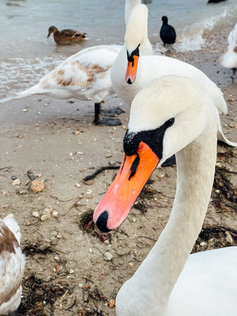 birds, white swans and geese,の写真素材