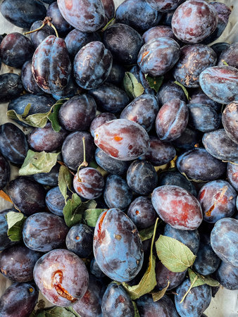 lots of ripe plum berry fruit for food as backgroundの写真素材
