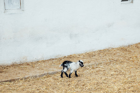 Small lambs on the farm herd niceの写真素材