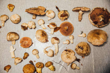lots of wild mushrooms for food as background