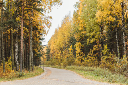 A road in an autumn park with yellow fallen leavesの写真素材
