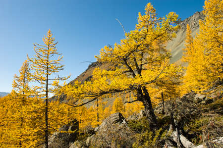 Magnificent panoramic view of the mountain landscape of the autumn Altai. Wooded slopes of larch trees on a clear day.の写真素材
