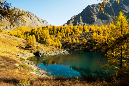 Amazing view of a high-altitude turquoise lake and mountains covered with yellow larch forest,...